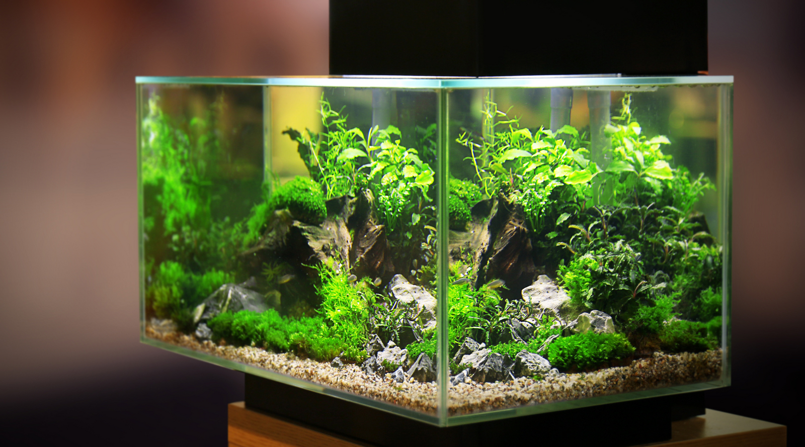 Small Freshwater Tropical Planted Aquarium
