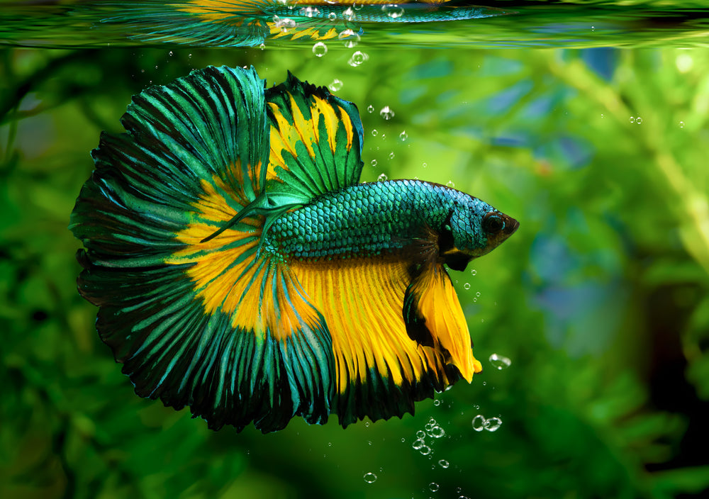 How to care for your Betta splendens aka the Siamese Fighter Fish.
