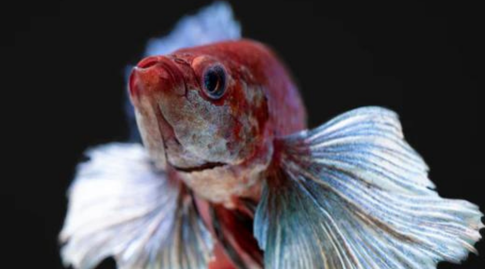 Betta Fish