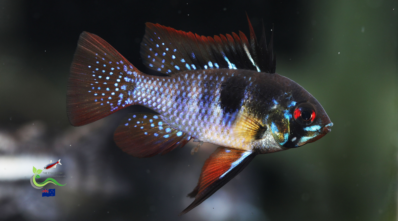 Black Ram Cichlid Freshwater Tropical Fish