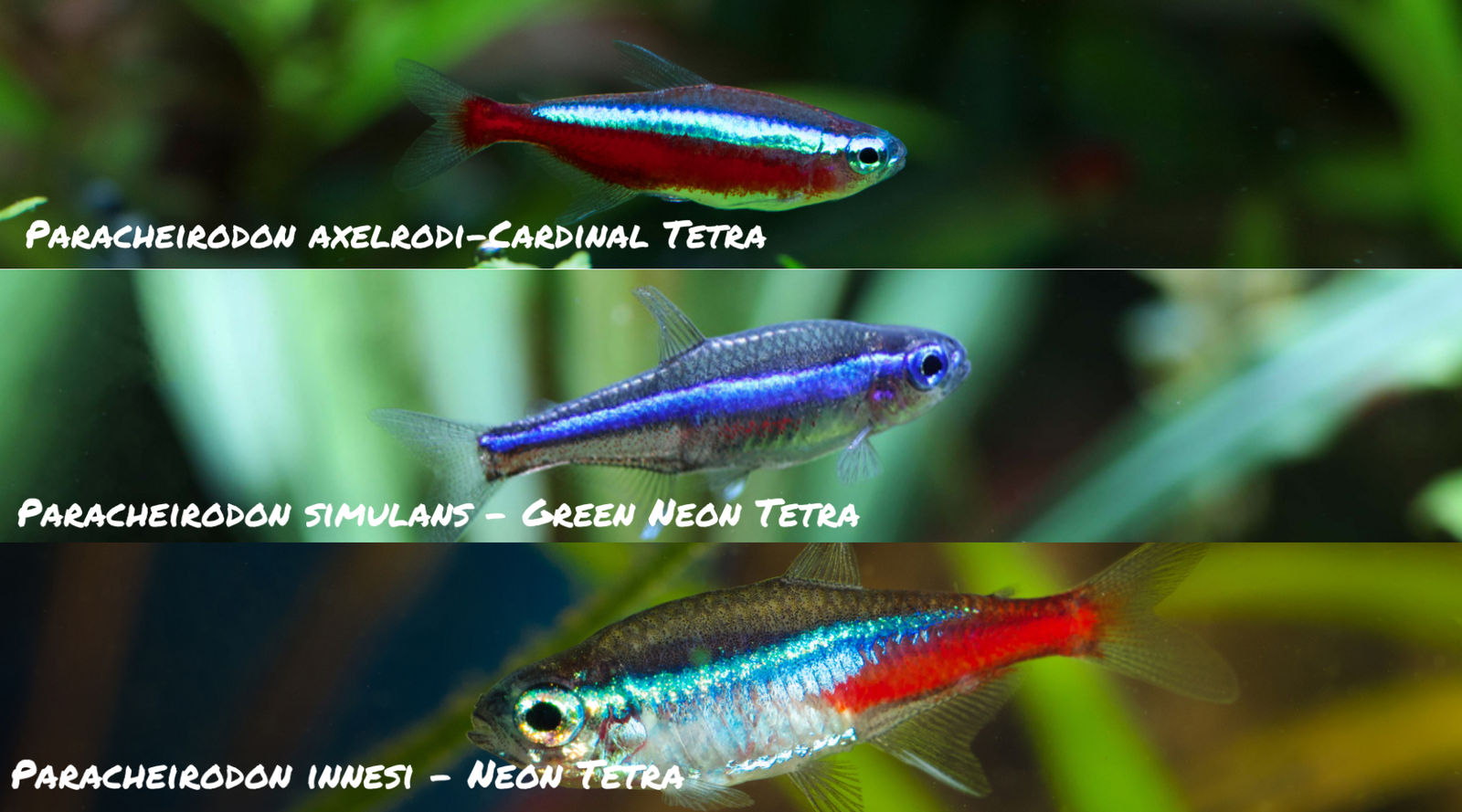 three species of Paracheirodon