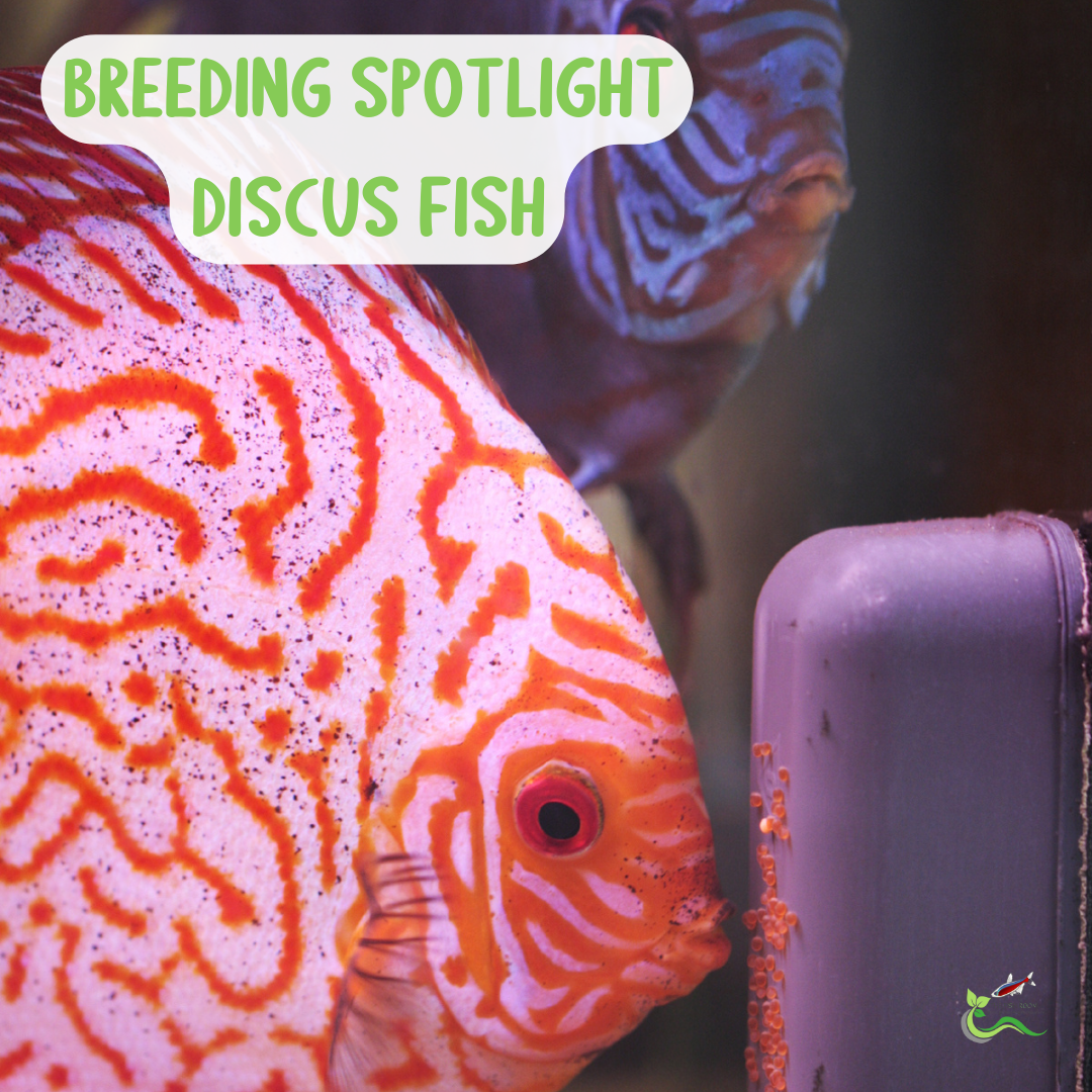 Breeding Spotlight - Discus Fish