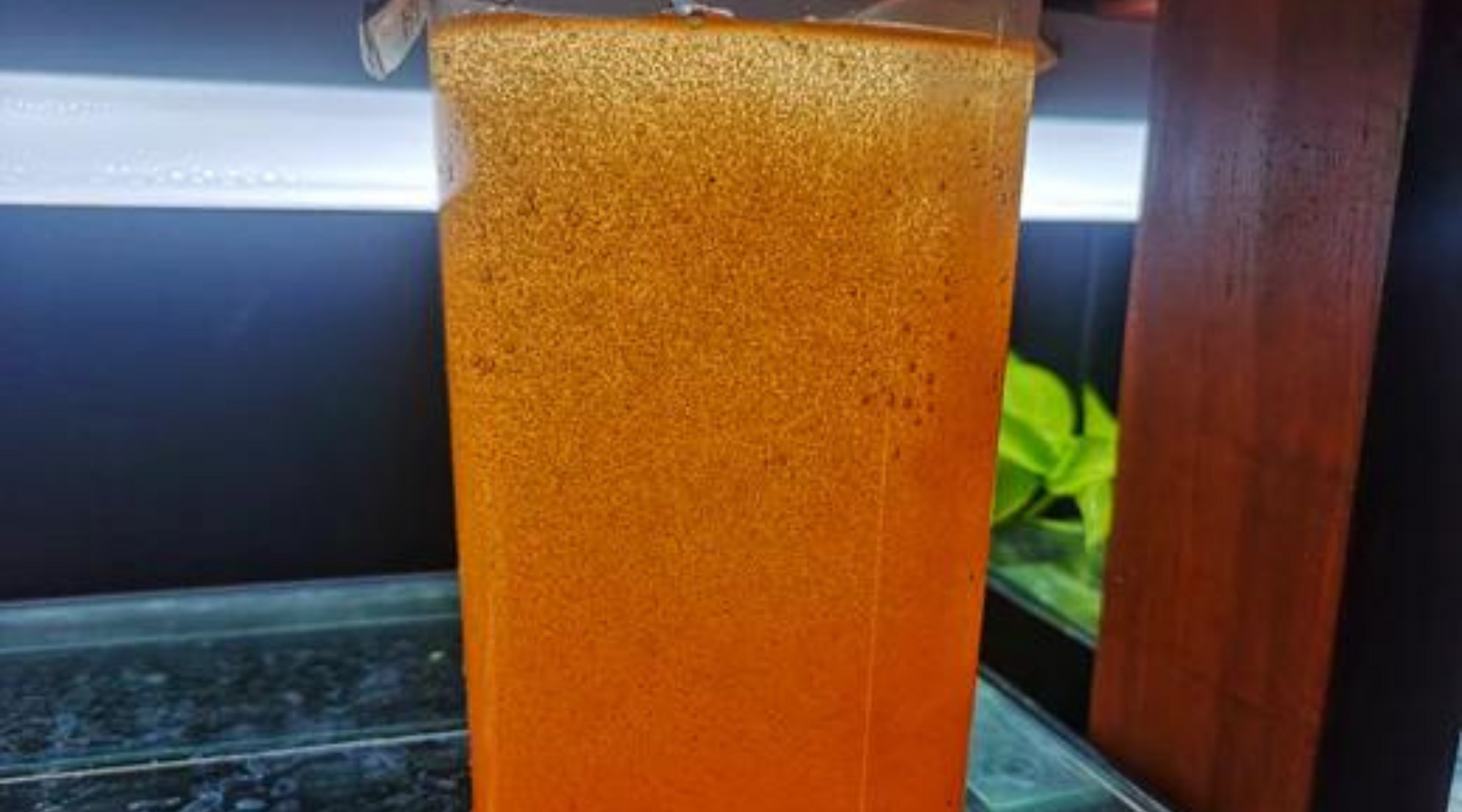 brine Shrimp Live food for tropical fish