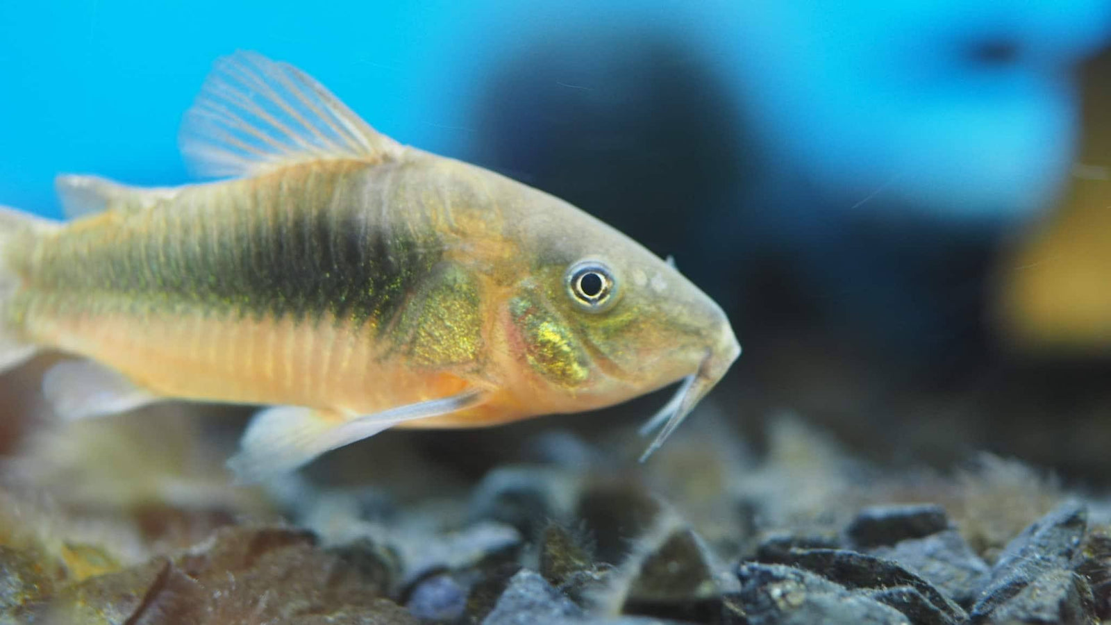 Bronze Corydora