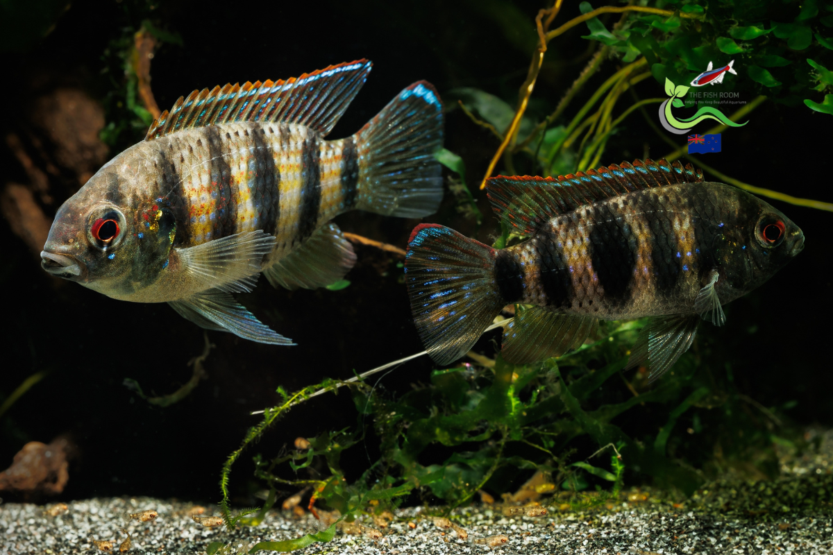 African Butterfly Cichlid Anomalochromis thomasi Freshwater Tropical Fish