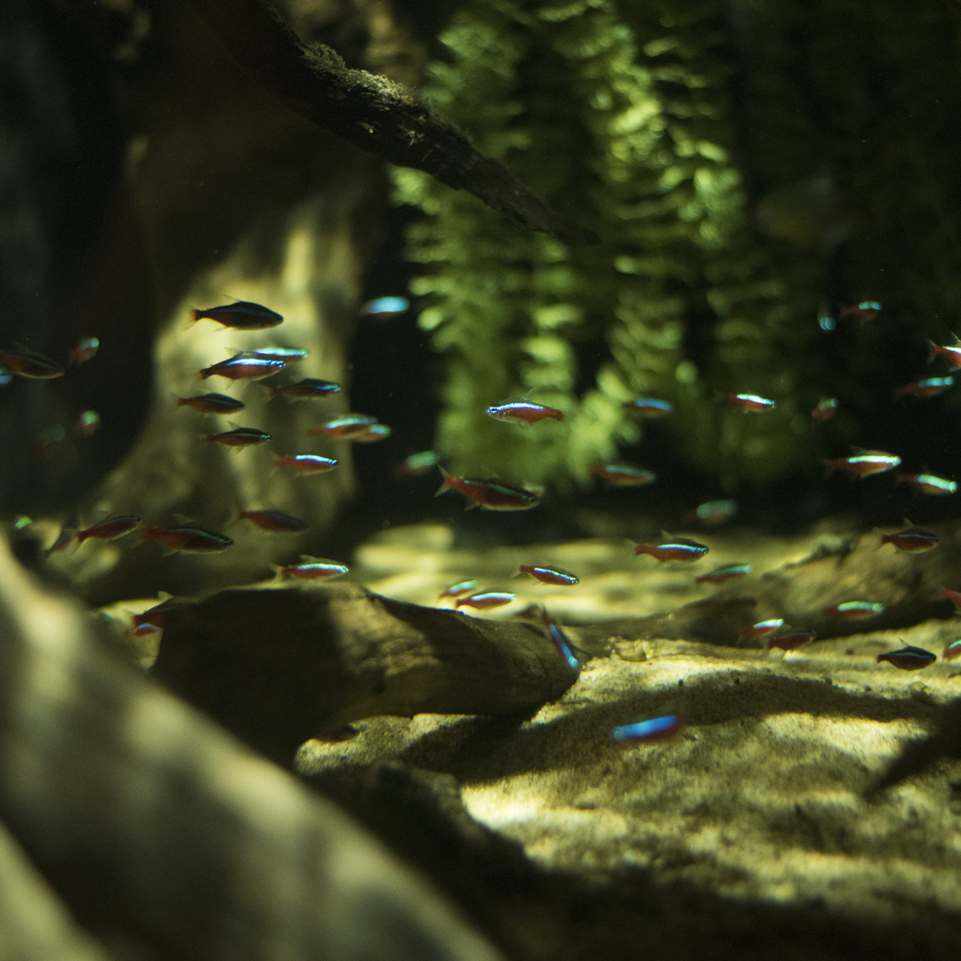 Neon Tetras and Cardinal Tetras