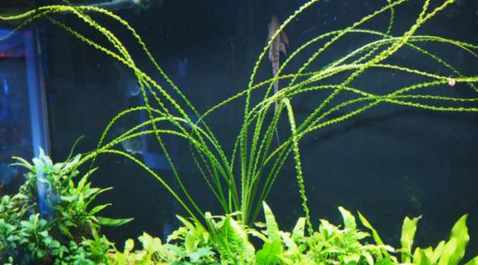 Crinum calamistratum aquatic plant