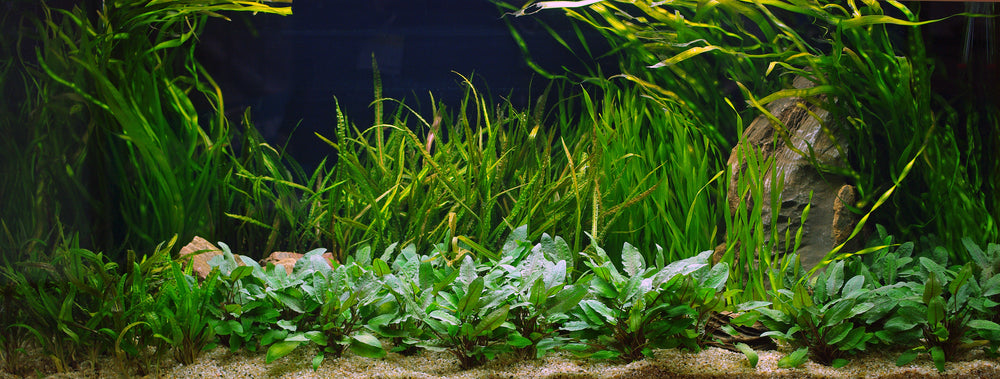 7 TIPS FOR GROWING HEALTHY AQUARIUM PLANTS