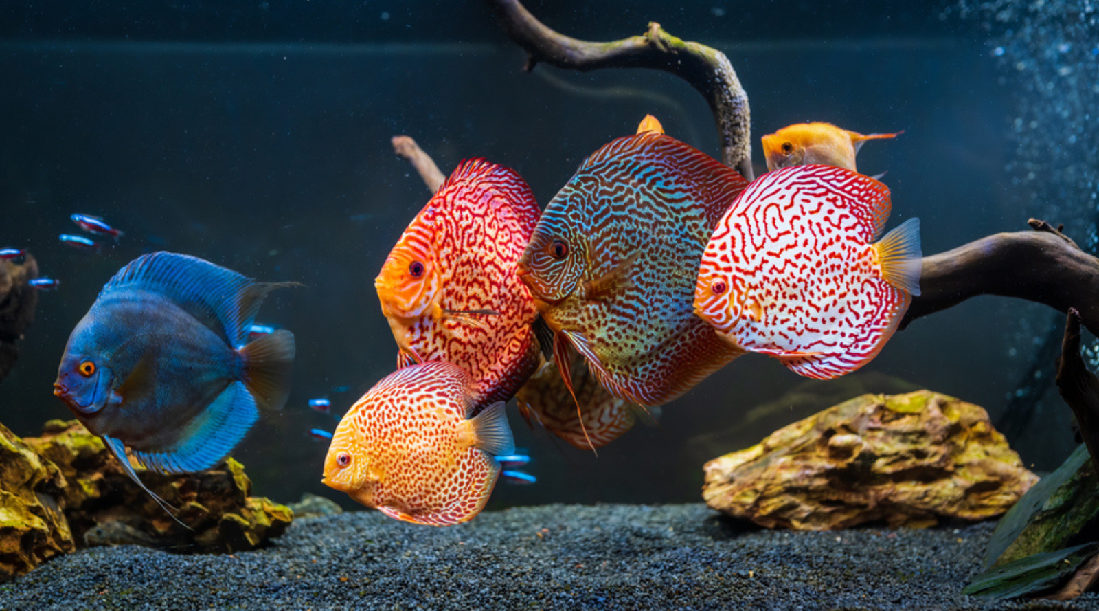 Discus Fish King of the Aquarium