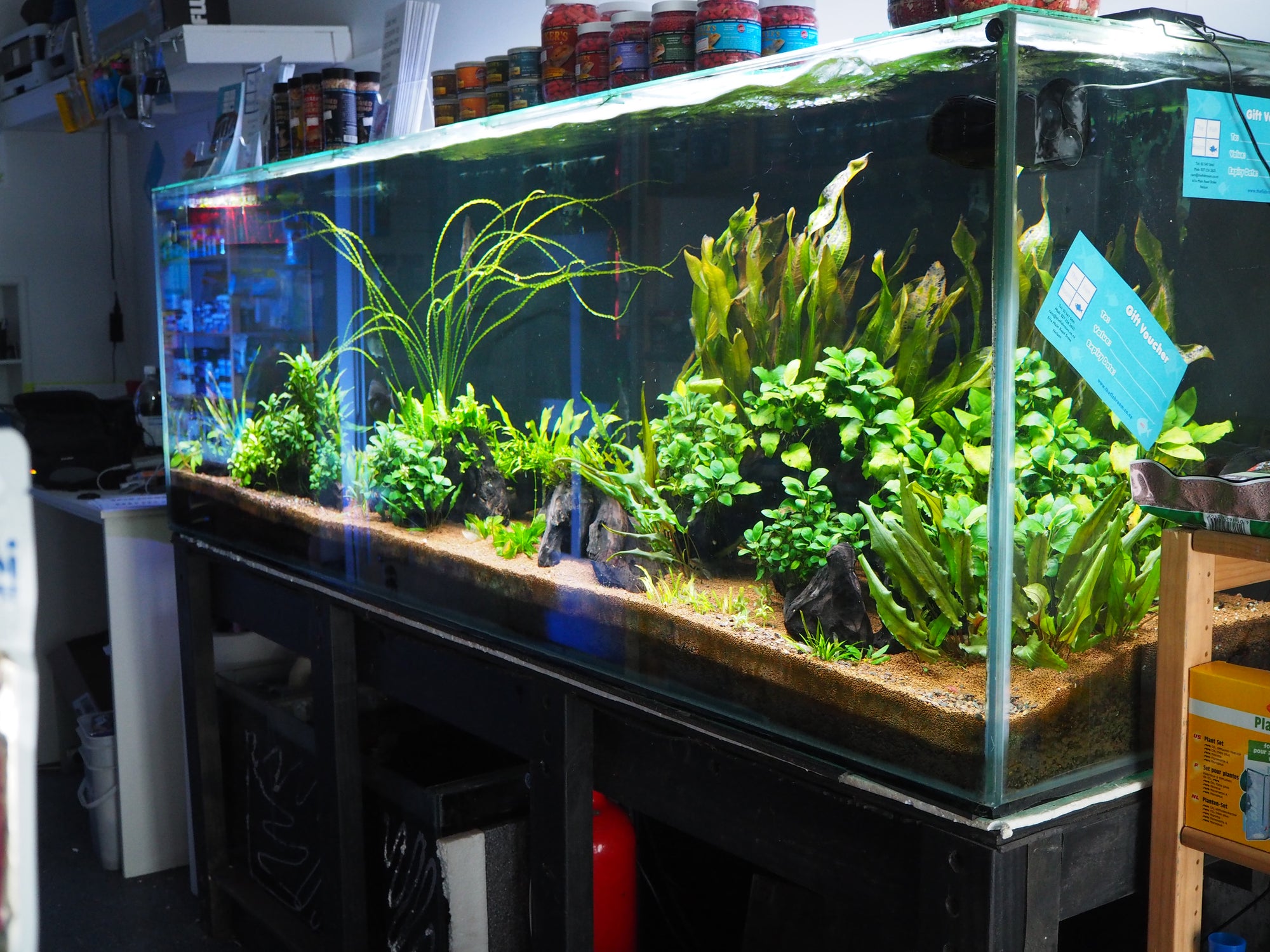 Let's talk about low tech planted aquarium. Part 2