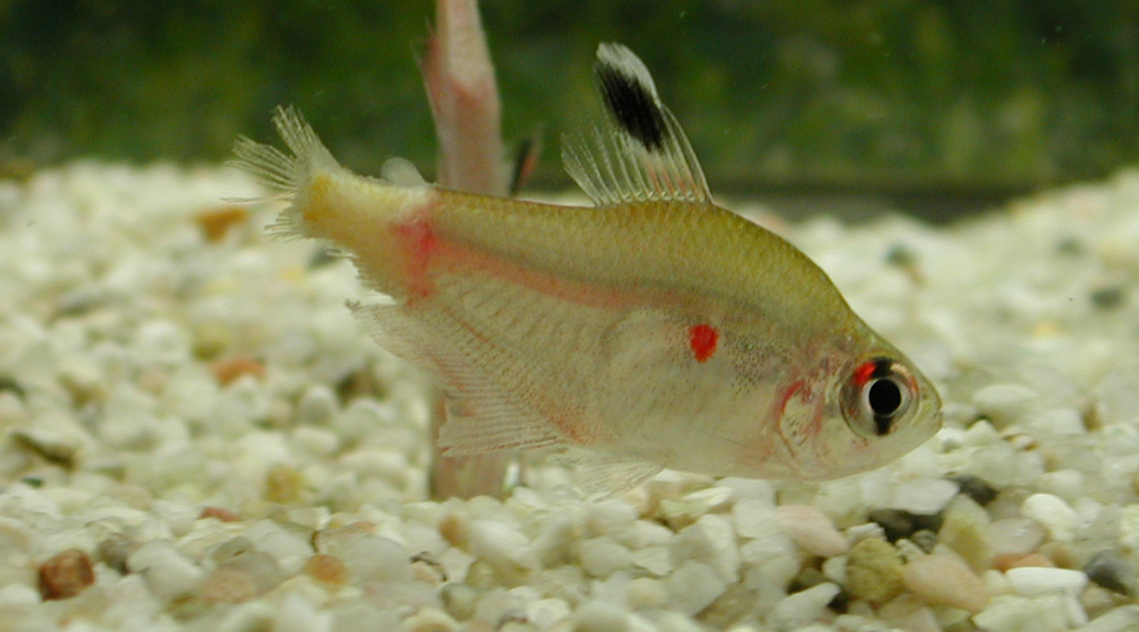 Tetra with Fin Rot