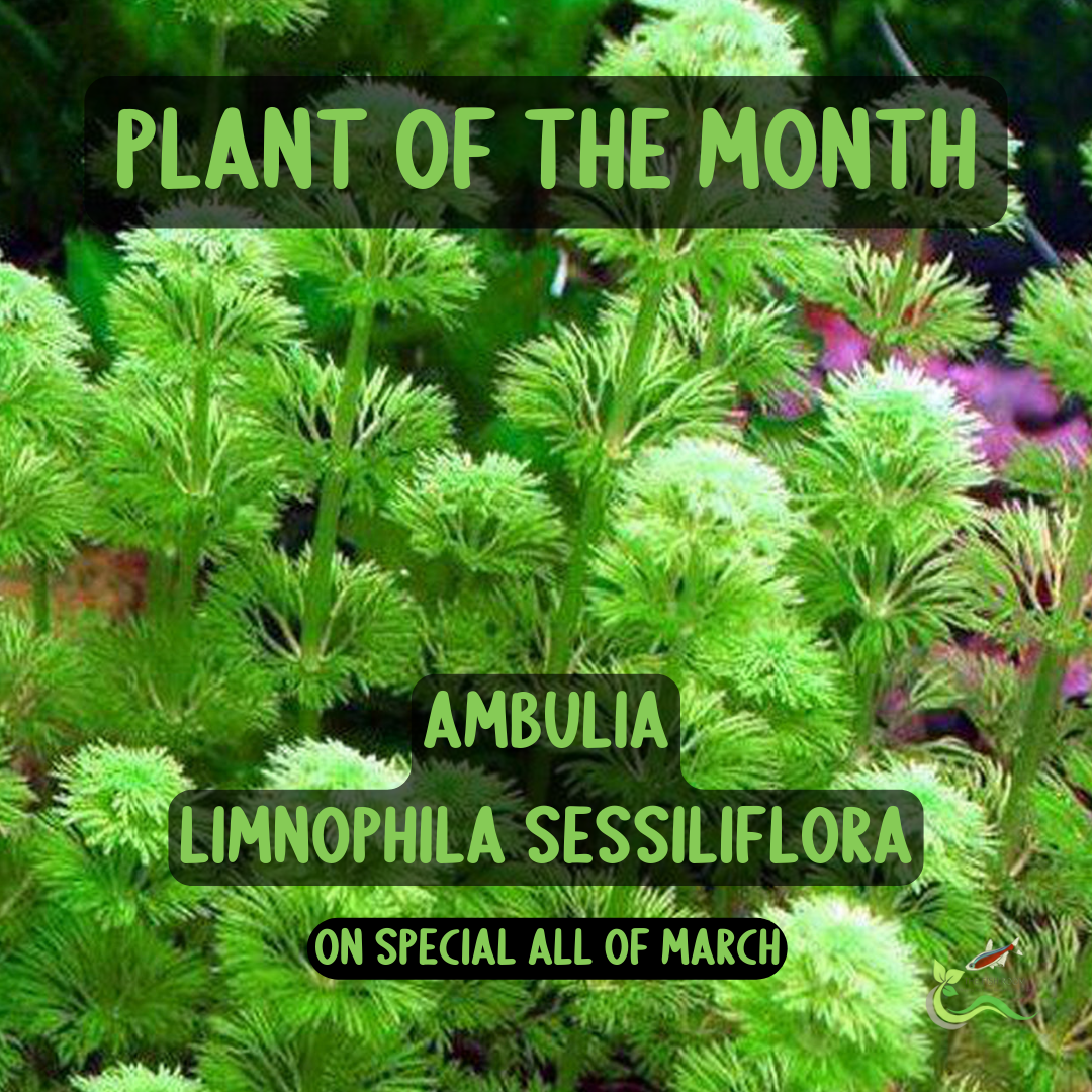Ambulia