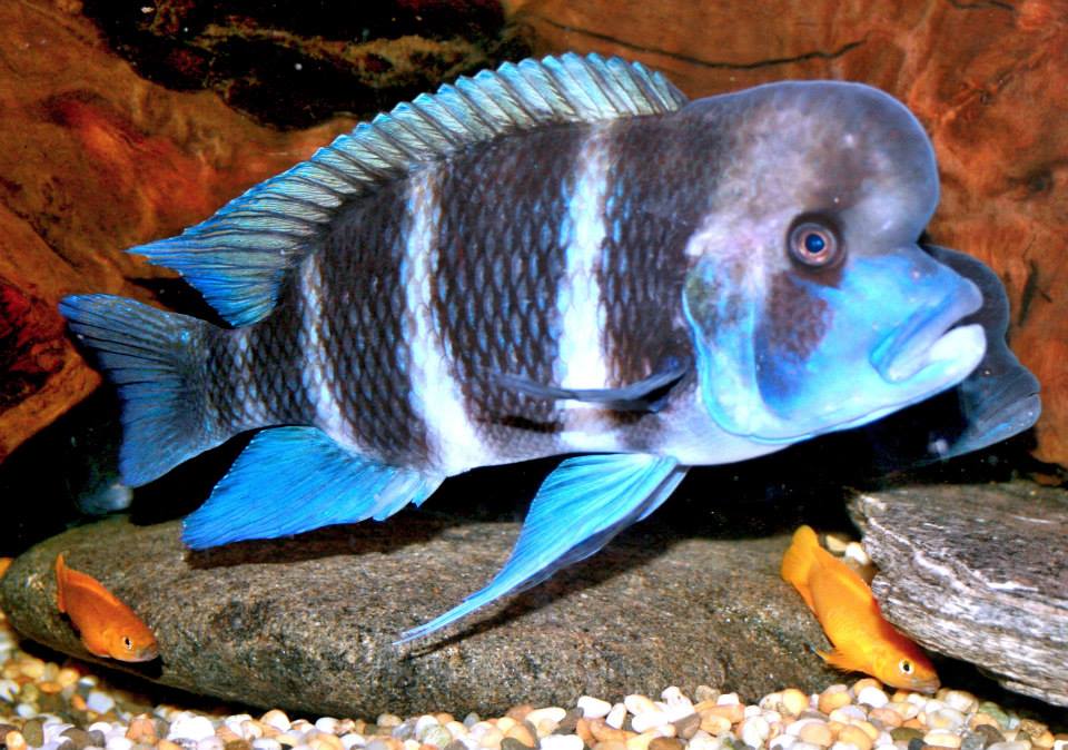Frotosa Cichlid The Majestic Boss of the Aquarium