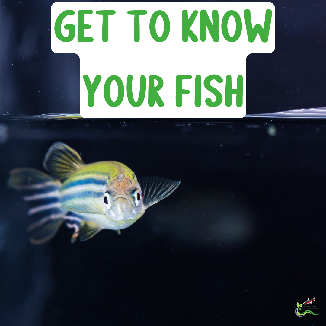 Get to know your fish better