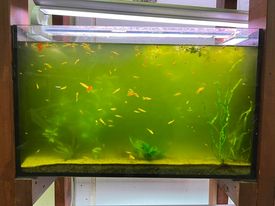 Understanding and Preventing Green Water in Your Freshwater Aquarium: - The  Fish Room TFR