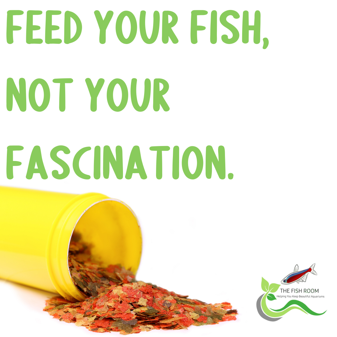 Feed your fish, not your fascination.