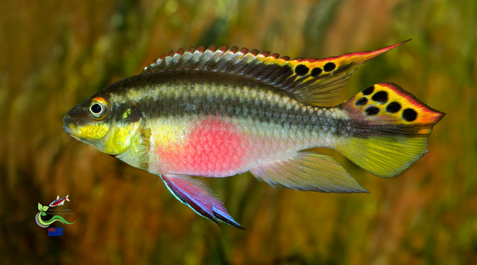 Everything You Need to Know About Kribensis Fish Care
