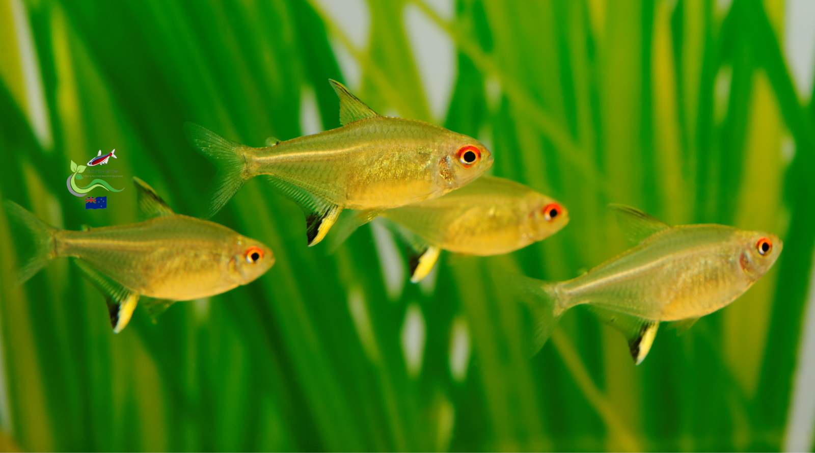 Lemon Tetra Freshwater Tropical Fish