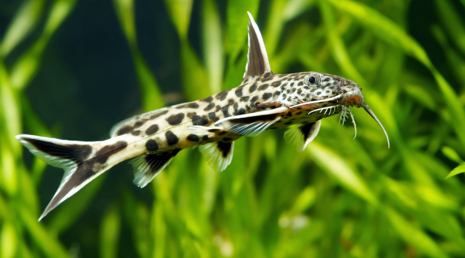 Synodontis Petricola freshwater tropical catfish from Lake Tanganyika