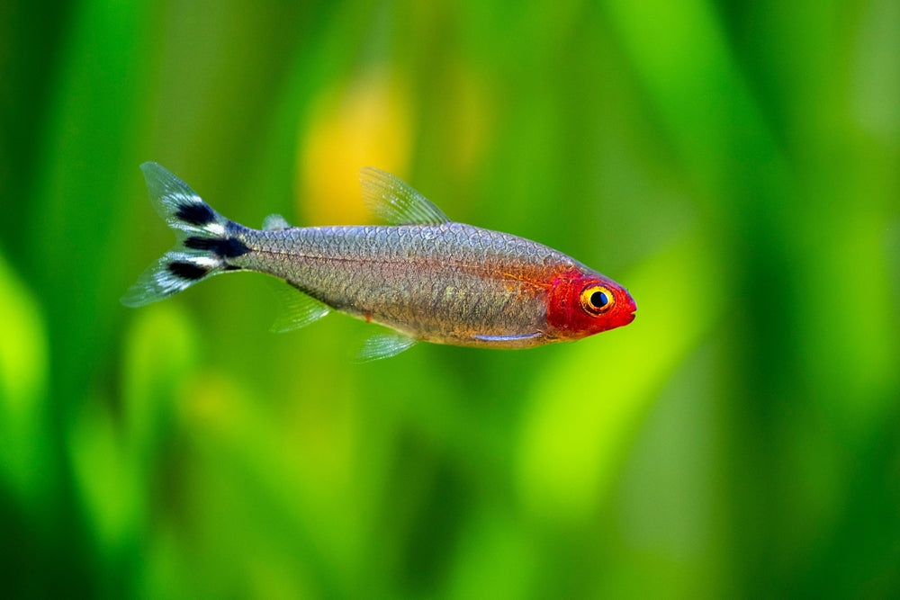 Rummynose Tetras: A Guide To Keeping These Beautiful Freshwater Fish 