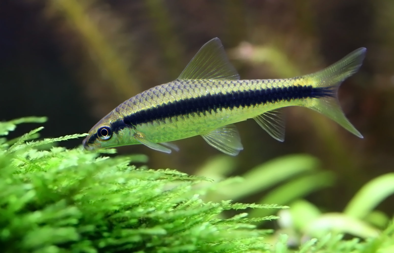 Algae Eating fish for a healthy aquarium