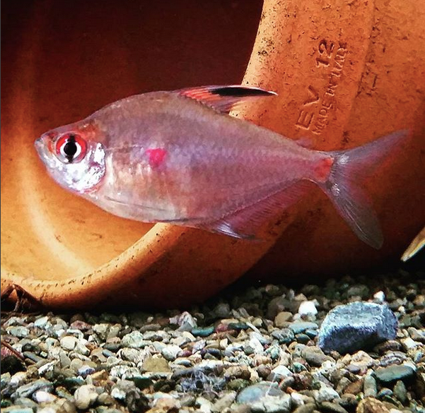 Bleeding Heart Tetra