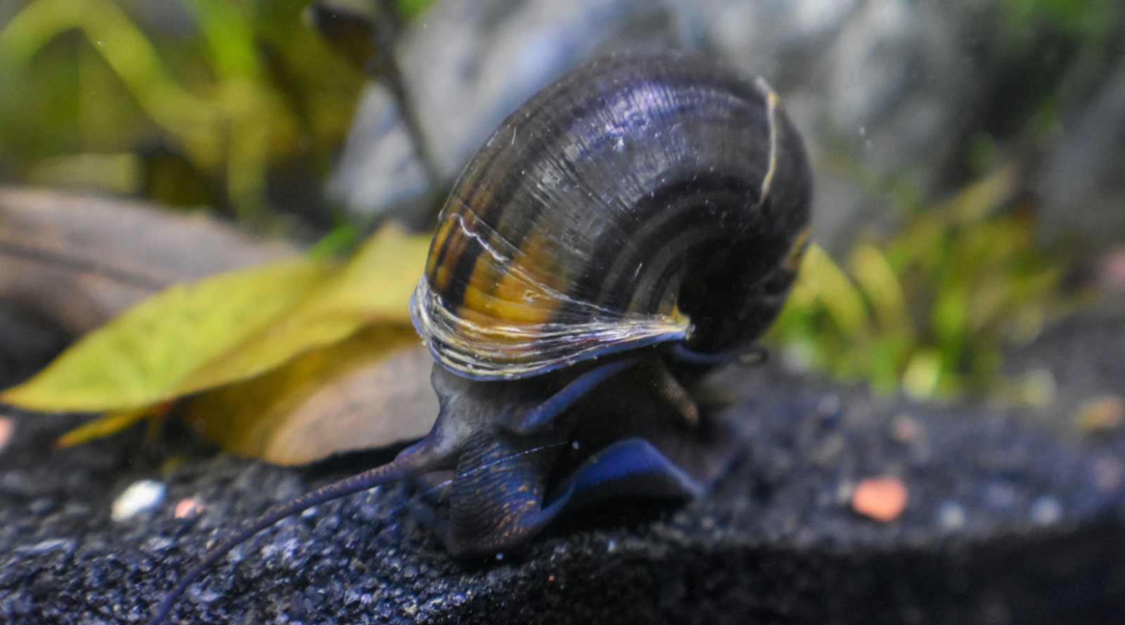 Freshwater Aquatic Snail for Aquariums