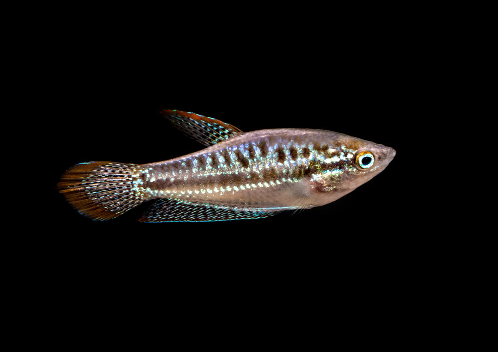 Sparkling Gourami, why they are AWESOME