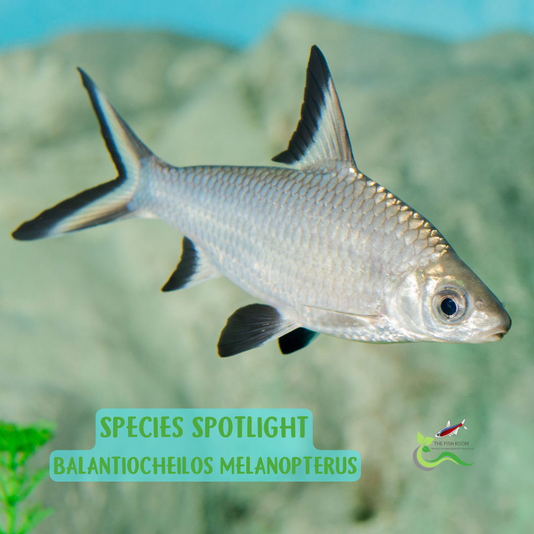 Species Spotlight Bala Shark