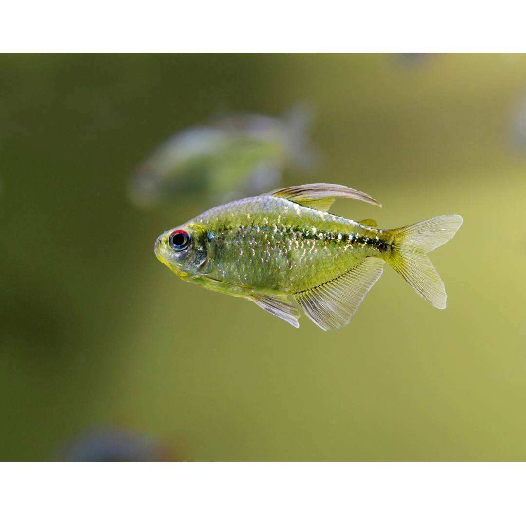 Diamond Tetra - Moenkhausia pittieri