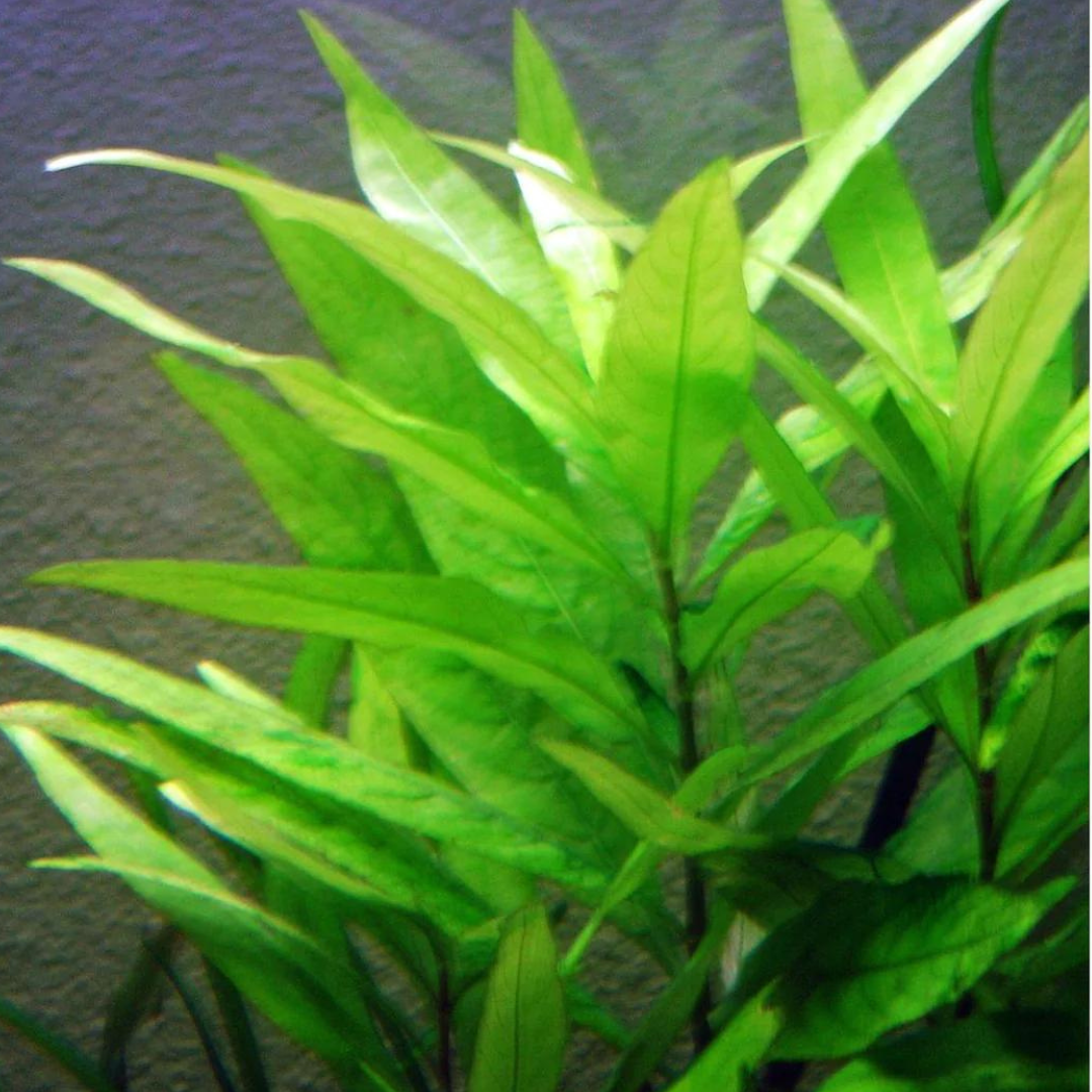 Blue Hygrophila