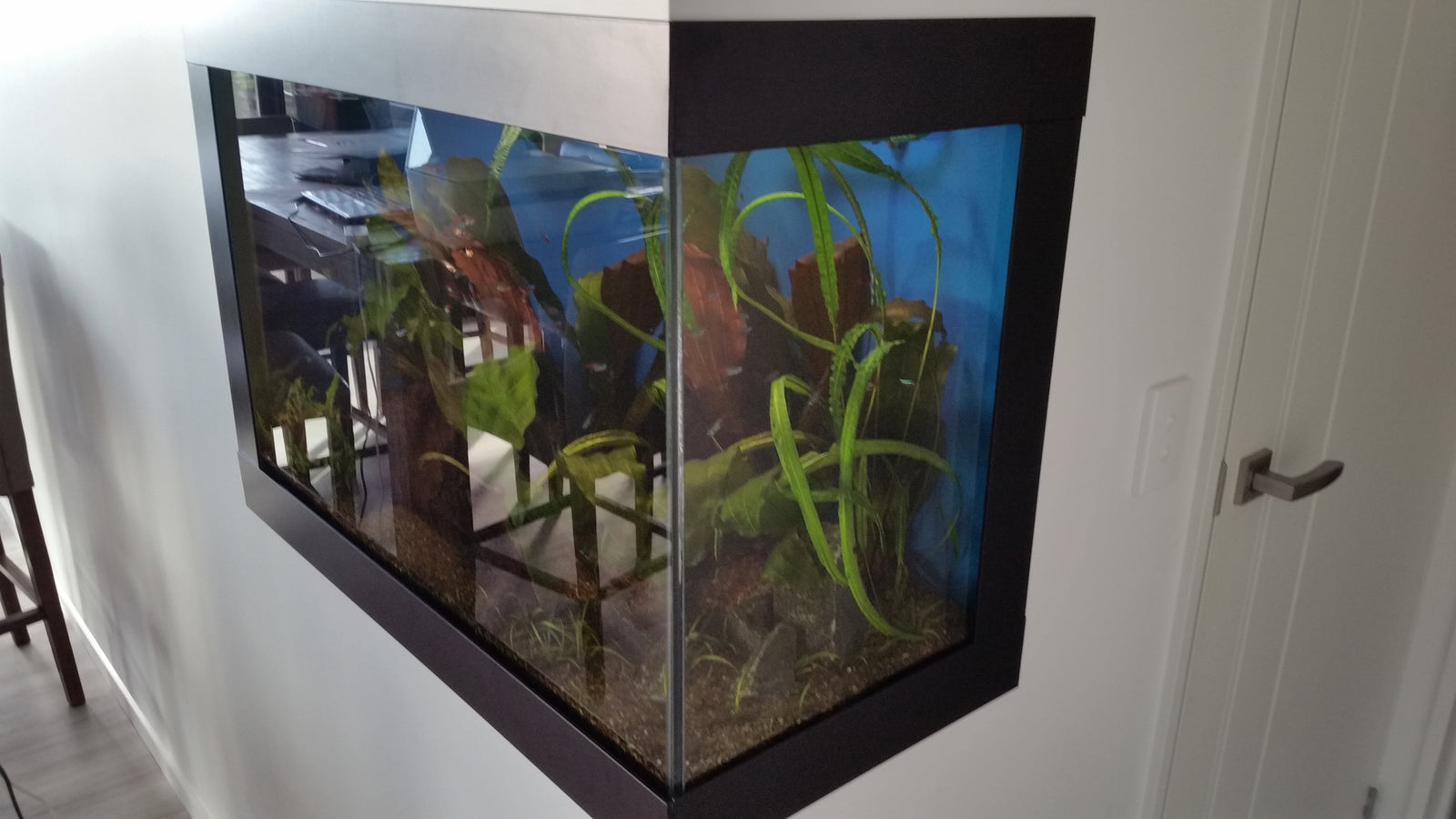 Setting up a New Aquarium Part 4
