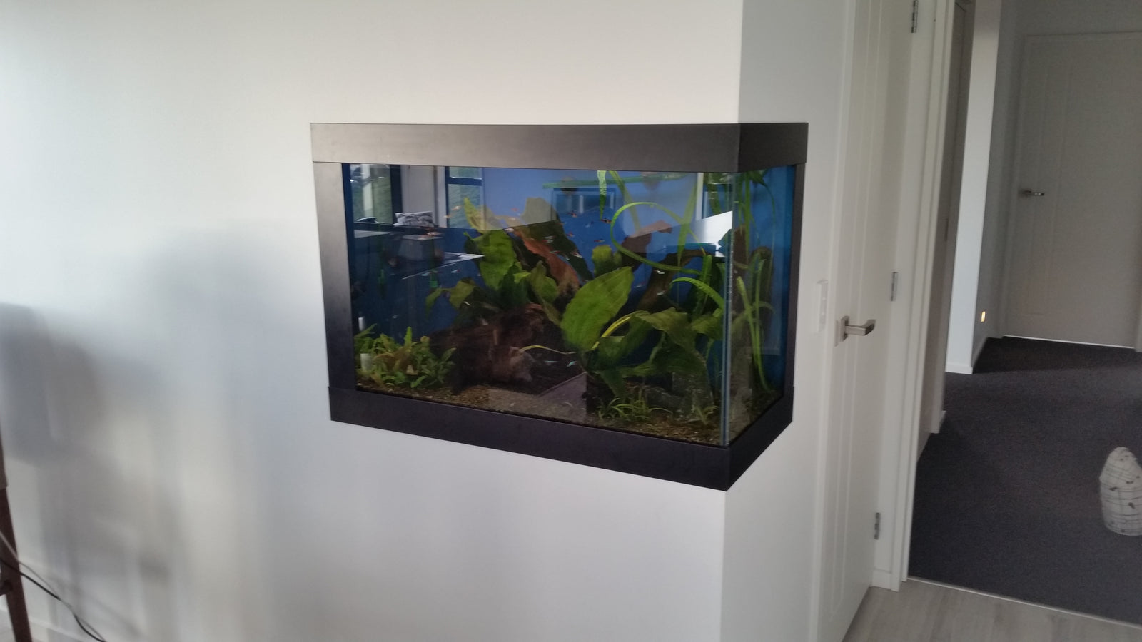 Setting up a New Aquarium Part 3