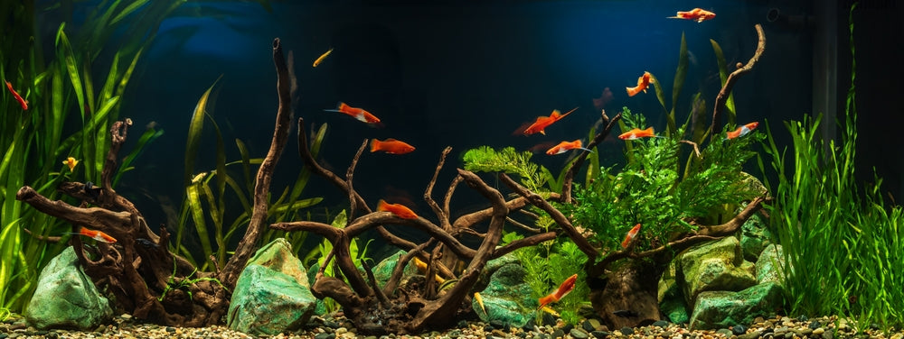 Freshwater Tropical Planted Aquarium