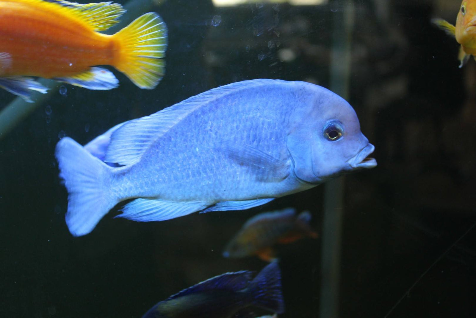 Blue Dolphin