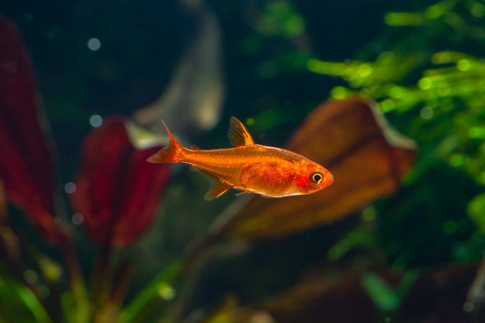 5 BRILLIANT FISH FOR A NANO AQUARIUM