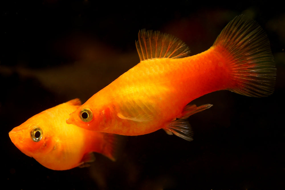 Platies, the most slept on fish in the aquarium hobby