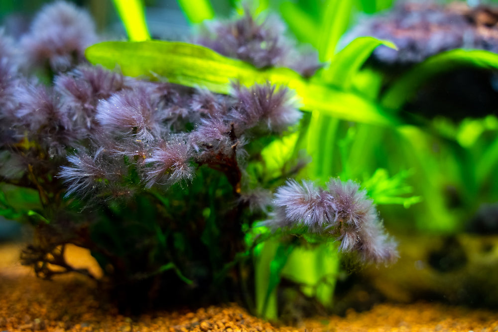 All you need to know about Black Beard Algae