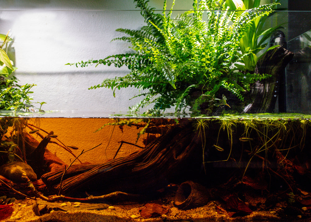 Understanding the importance of KH, GH, and pH in Your Aquarium