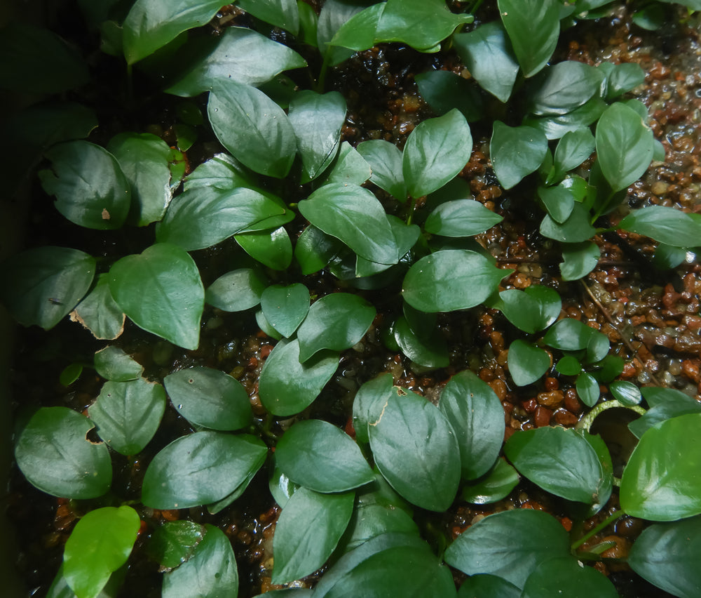 Plant of the Month Anubias Nana