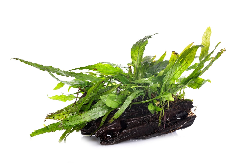 Java Fern Growing on Wood