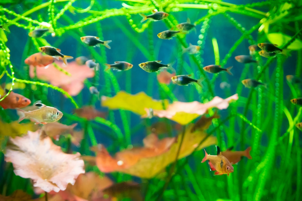 Planted tropical freshwater aquarium with purple rasbora