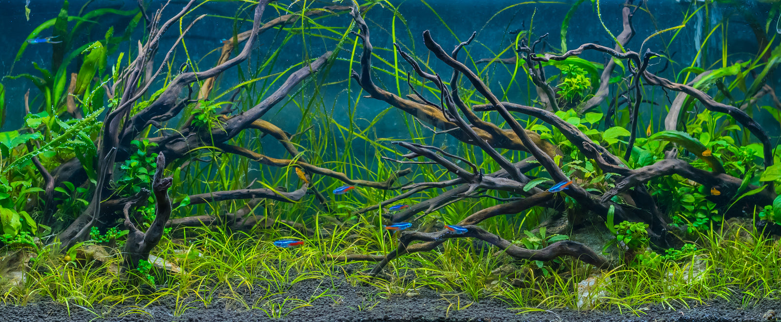 Freshwater aquarium