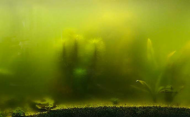 Green water aquarium photo - provided by www.fishlab.com