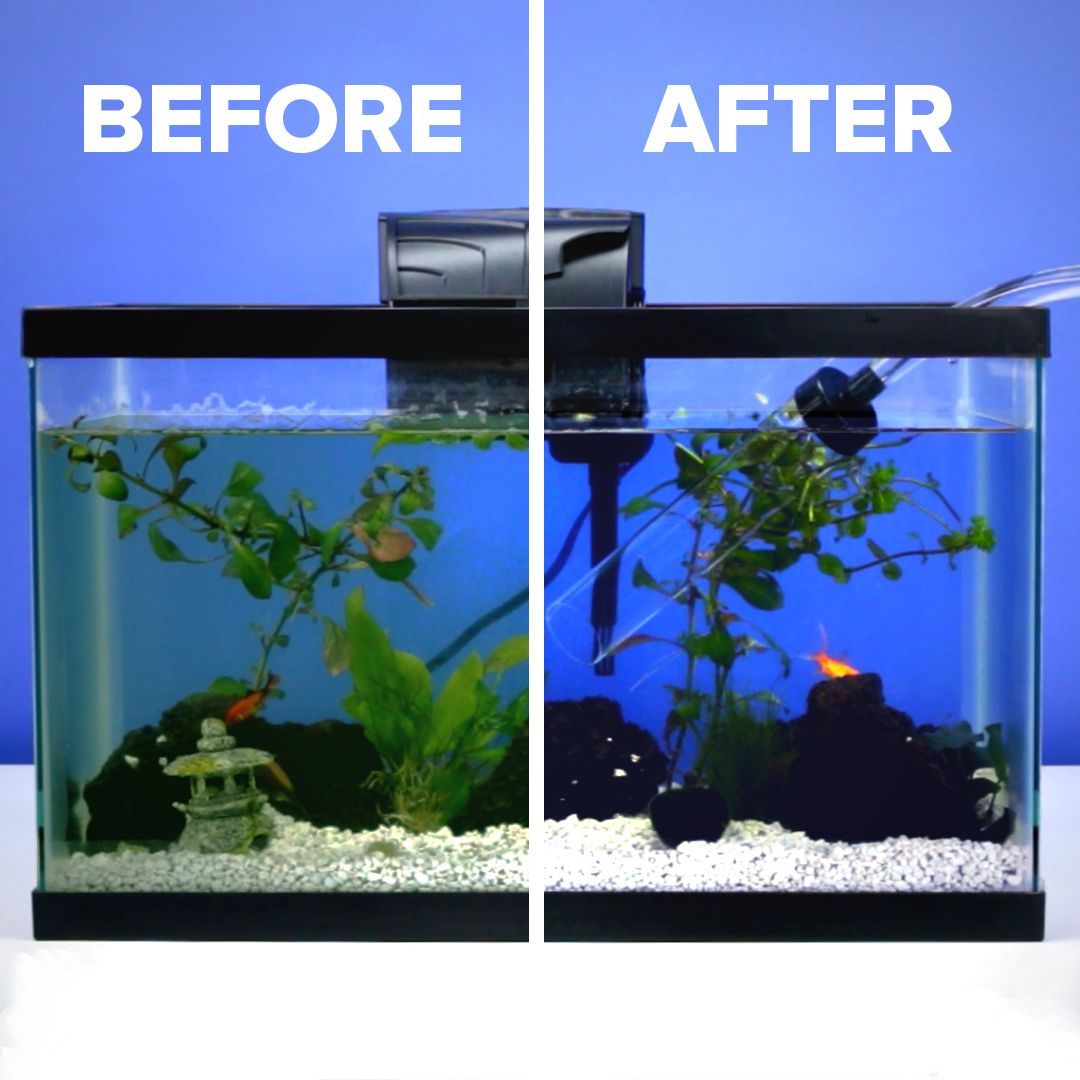Clean Freshwater Aquarium 