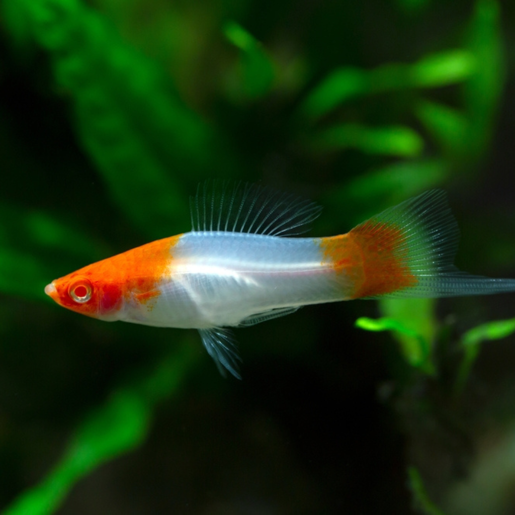 Koi Swordtail Freshwater Tropical Fish