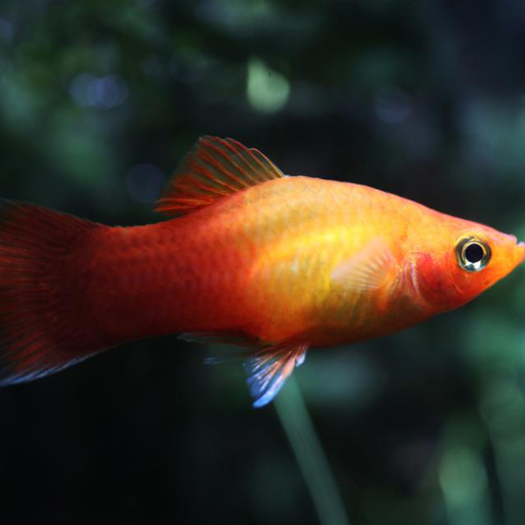 Sunset Platy Live-bearing Freshwater Tropical Fish 