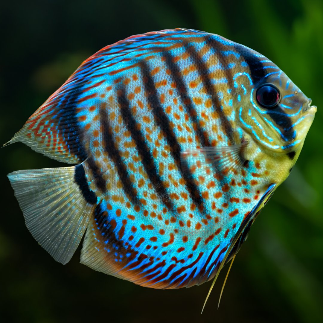 Discus Freshwater Tropical Fish 