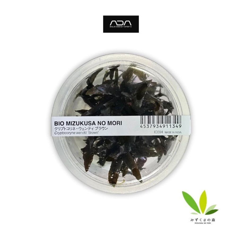 ADA Cryptocoryne Wendtii "Brown" Tissue Culture Aquatic Plant
