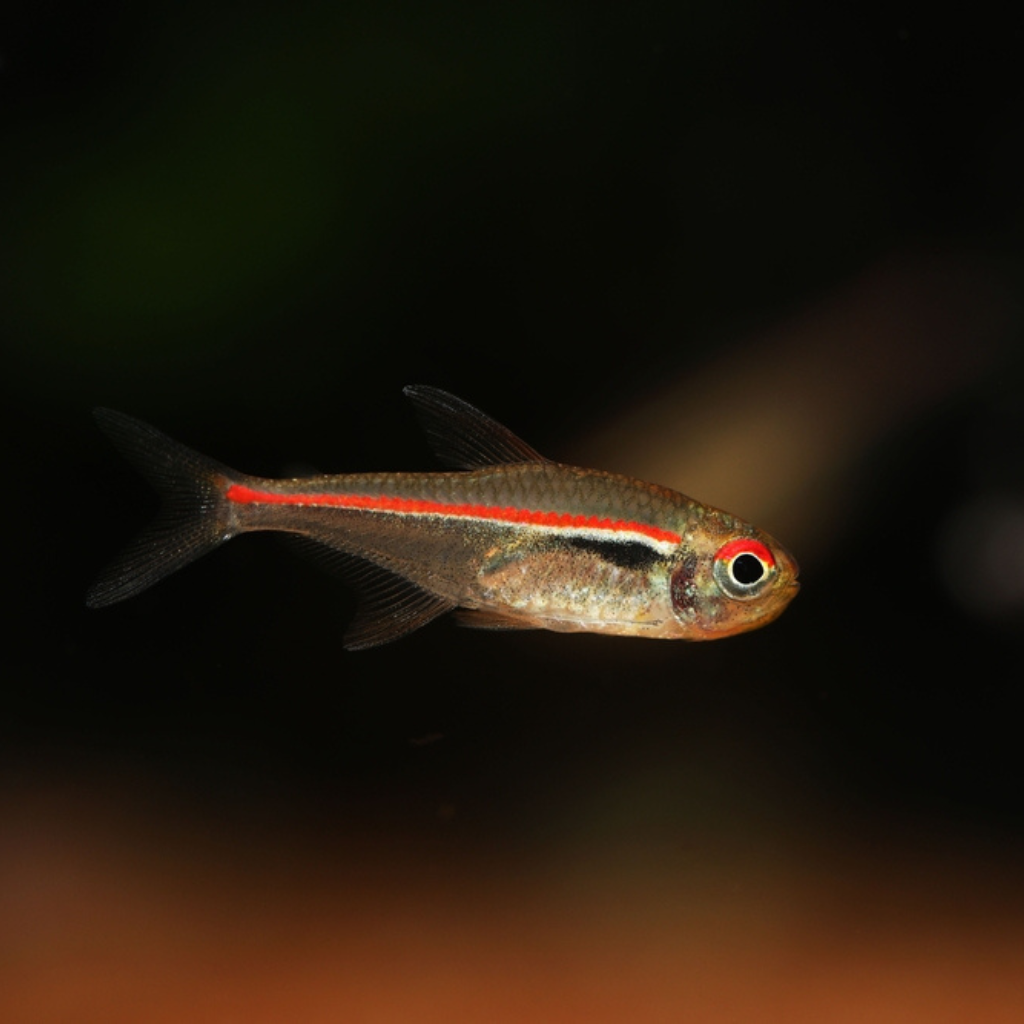 Amapa Tetra Freshwater Tropical Fish